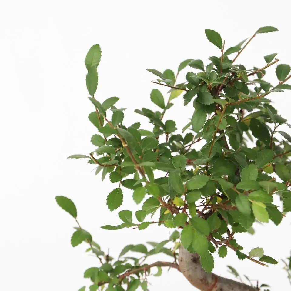 Japanse lep - Zelkova serrata - Hoogte 20-30cm - ⌀20cm