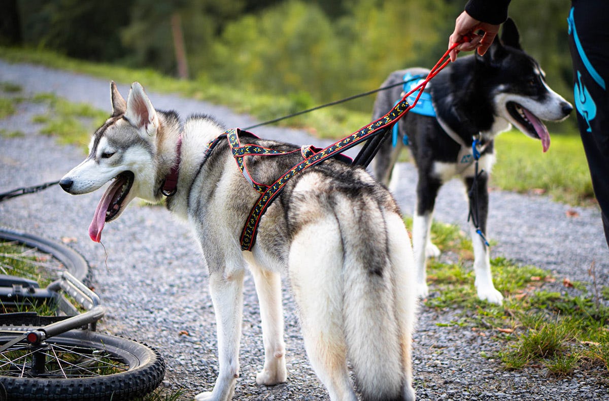 Husky Wanderung Althütte