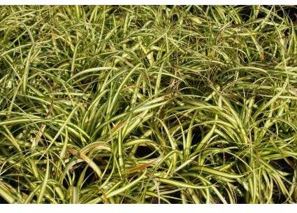 Zegge (Carex oshimensis 'Evergold') D 15 H 30 cm