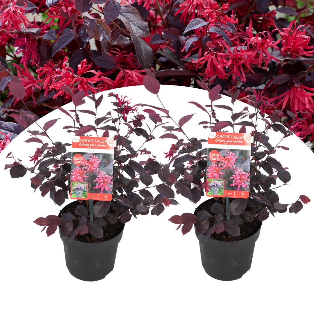 Loropetalum ever red - set de 2 - arbuste - pot 13cm - hauteur 25-35cm