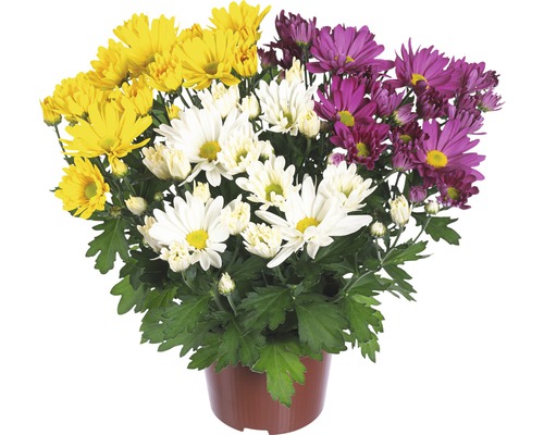 Chrysanthemum FloraSelf Chrysanthemum indicum 'Carnaval' Ø 12 cm pot