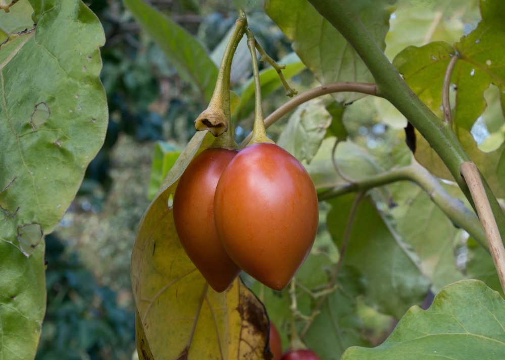 Kit cadeau - arbre à tomates - 50 graines - cyphomandra betacea