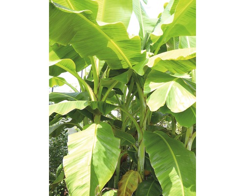 Sierbanaan FloraSelf Musa basjoo H 25-30 cm Ø 17 cm pot