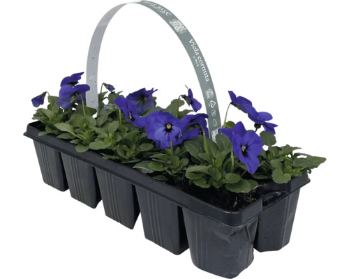 Gehoornde viooltjes FloraSelf Viola cornuta verpakking van 10
