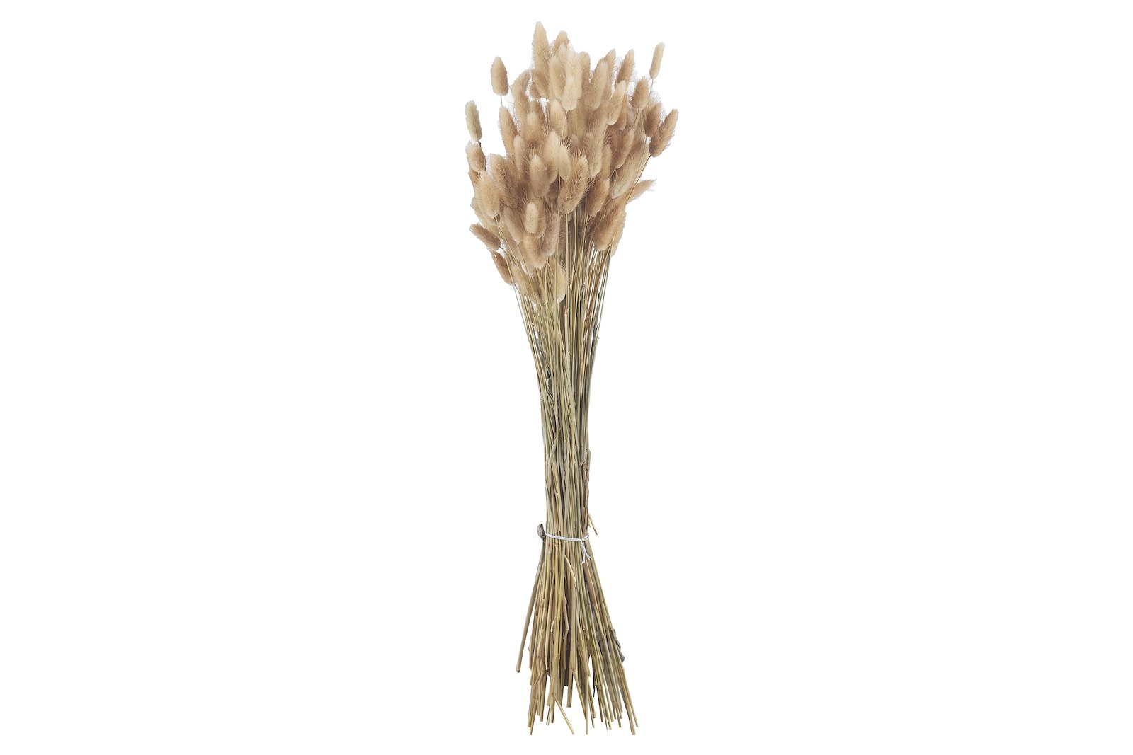 Lagarus stilkblomst