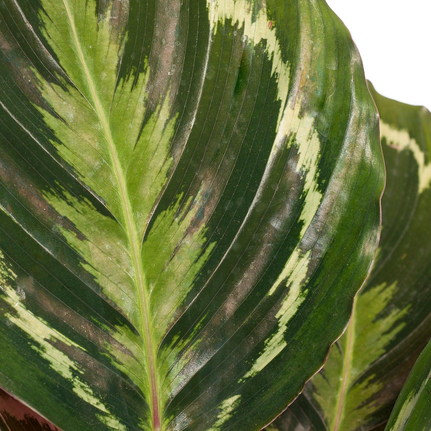 Calathea (Calathea 'Medallion') D 14 H 40 cm