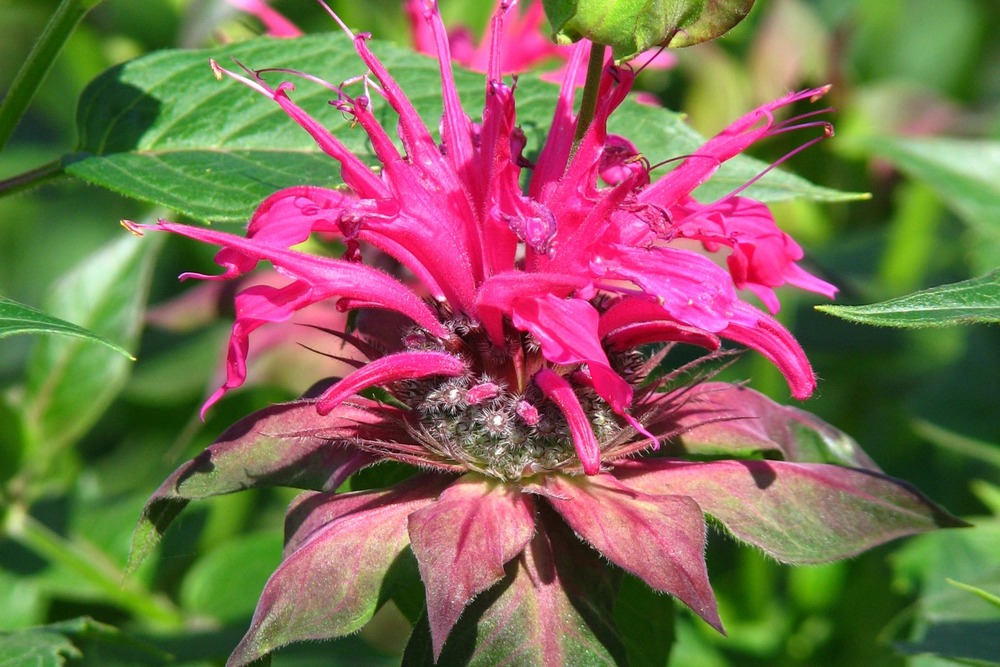Kit cadeau - monarde - 20 graines - monarda didyma