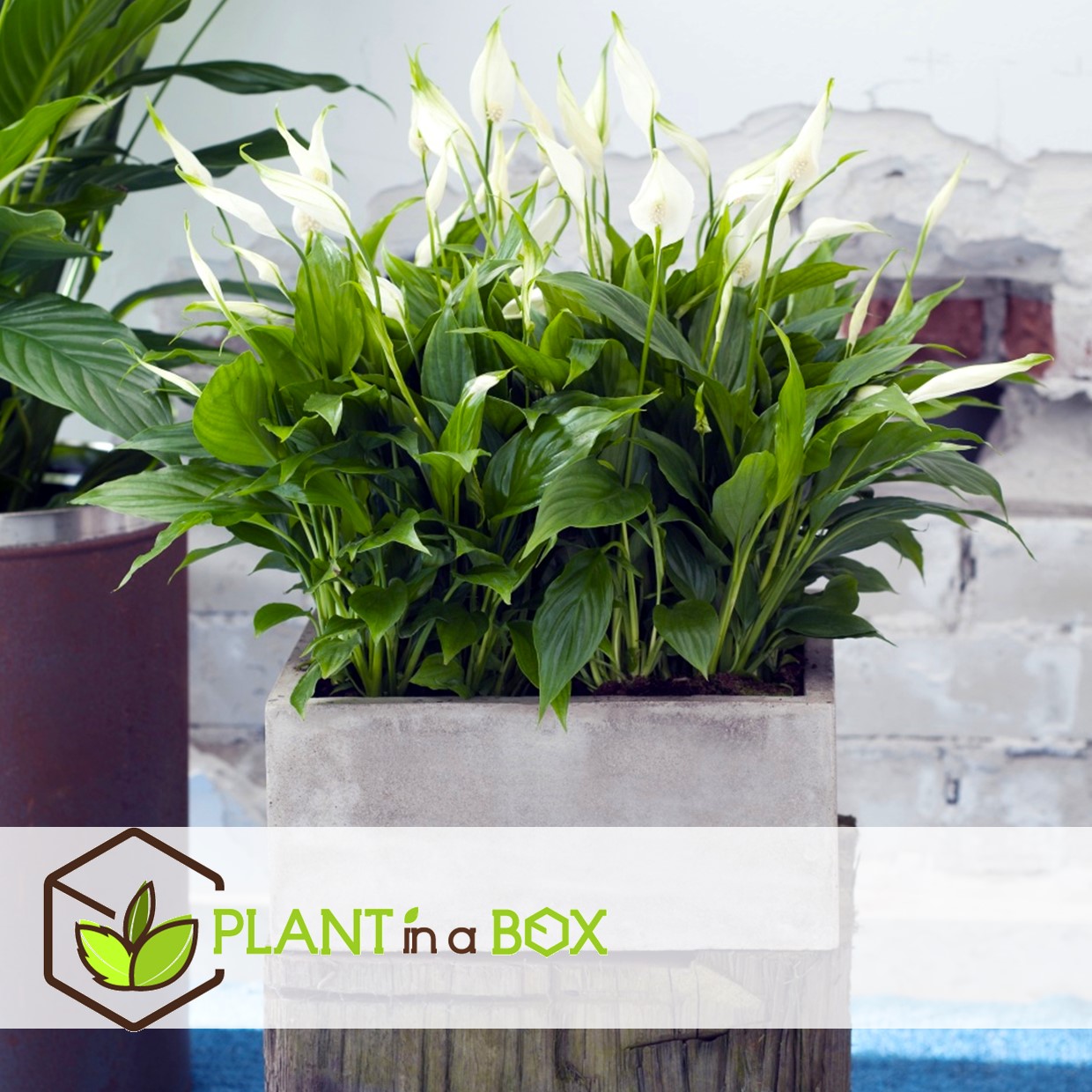 Spathiphyllum 'spoonplant' - set de 4 - pot 12cm - hauteur 30-40cm