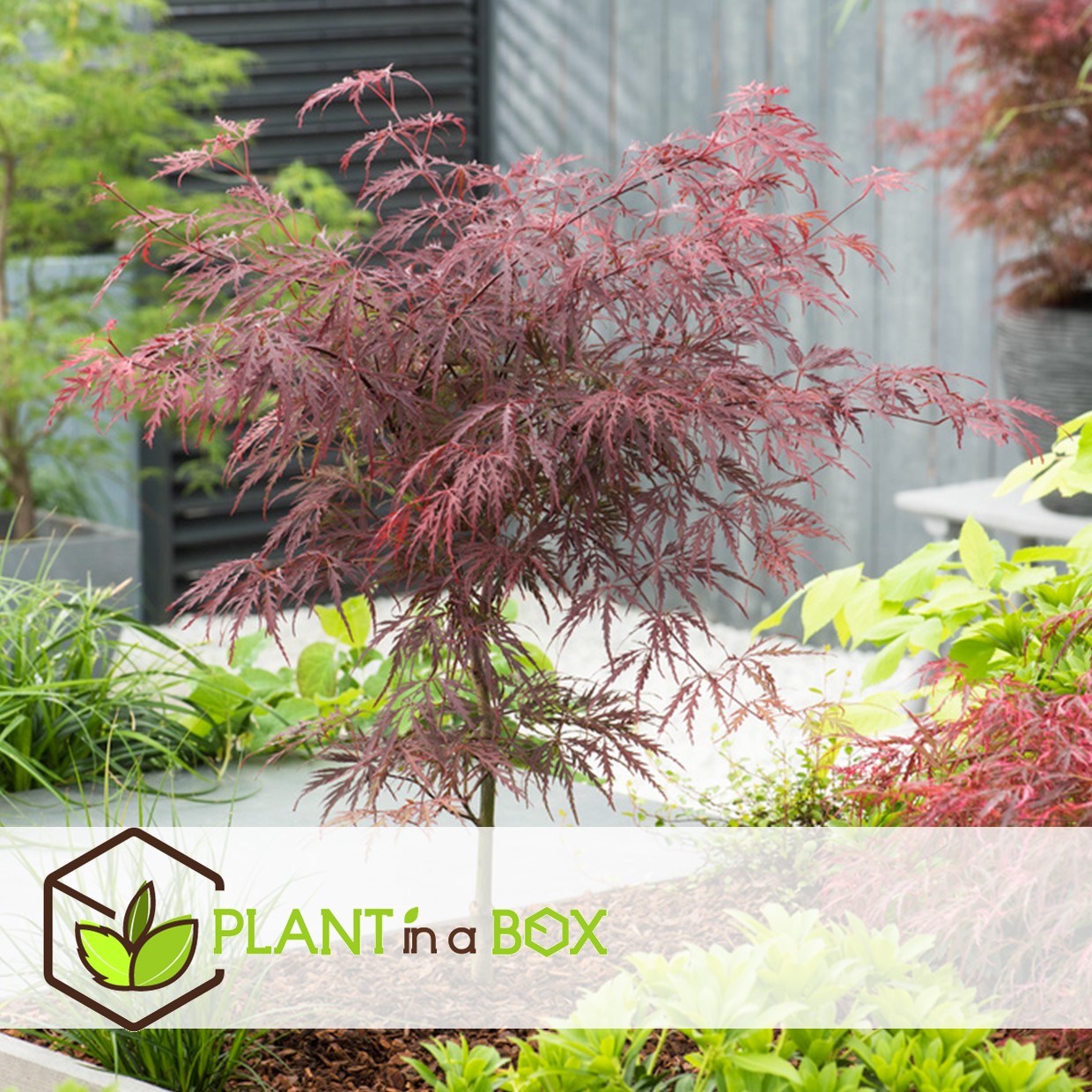 Acer palmatum 'garnet' - érable du japon - pot 19cm - hauteur 60-70cm