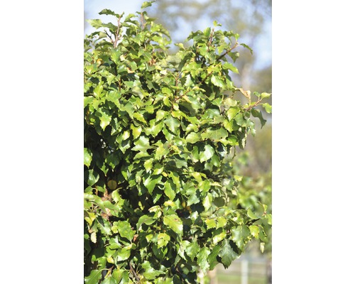 Berk FloraSelf Petula pendula 'Magical Globe' stamhoogte ca. 125 cm Co 18 L