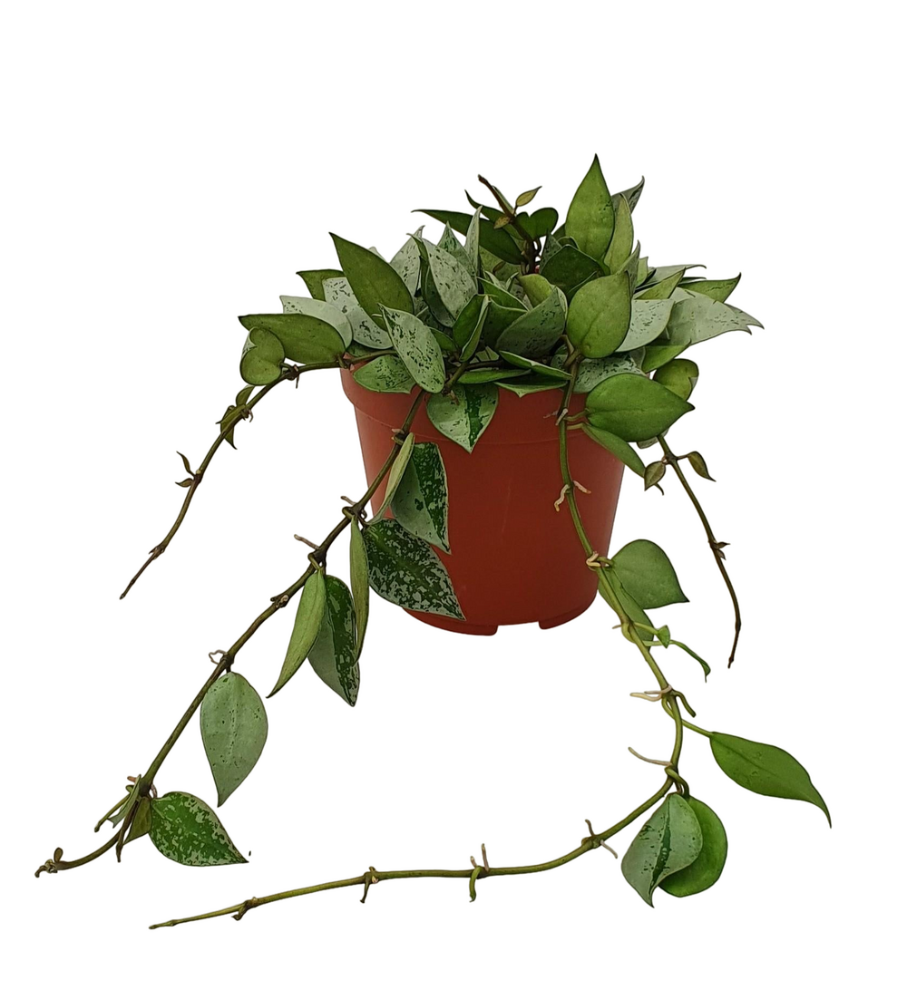 Plante d'intérieur - hoya krohniana eskimo 15.0cm