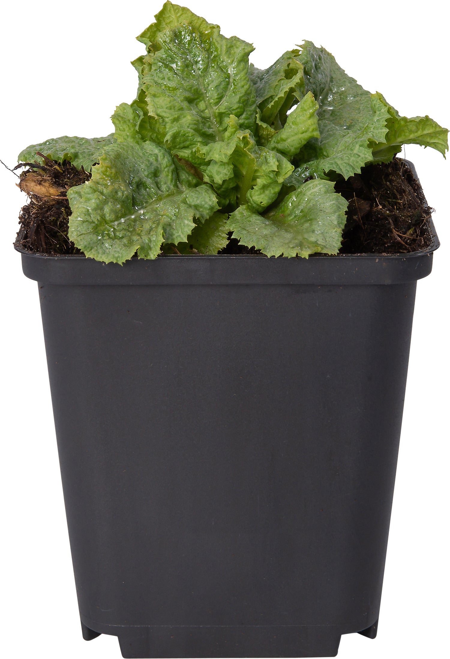 Sleutelbloem (Primula japonica 'Miller's Crimson') D 9 H 10 cm