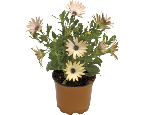 Kaapse madelief FloraSelf Osteospermum ecklonis Ø 11 cm pot diverse kleuren