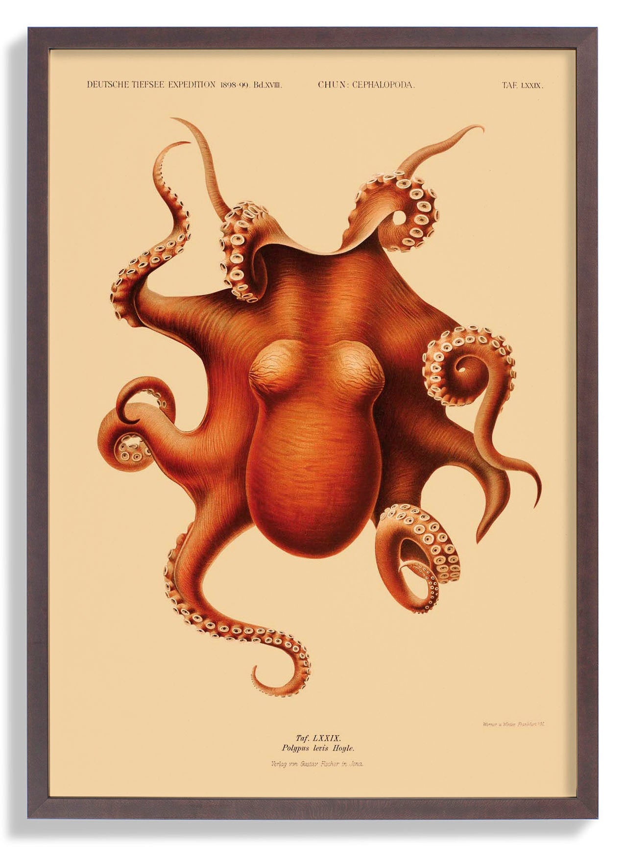 Octopus polypus
