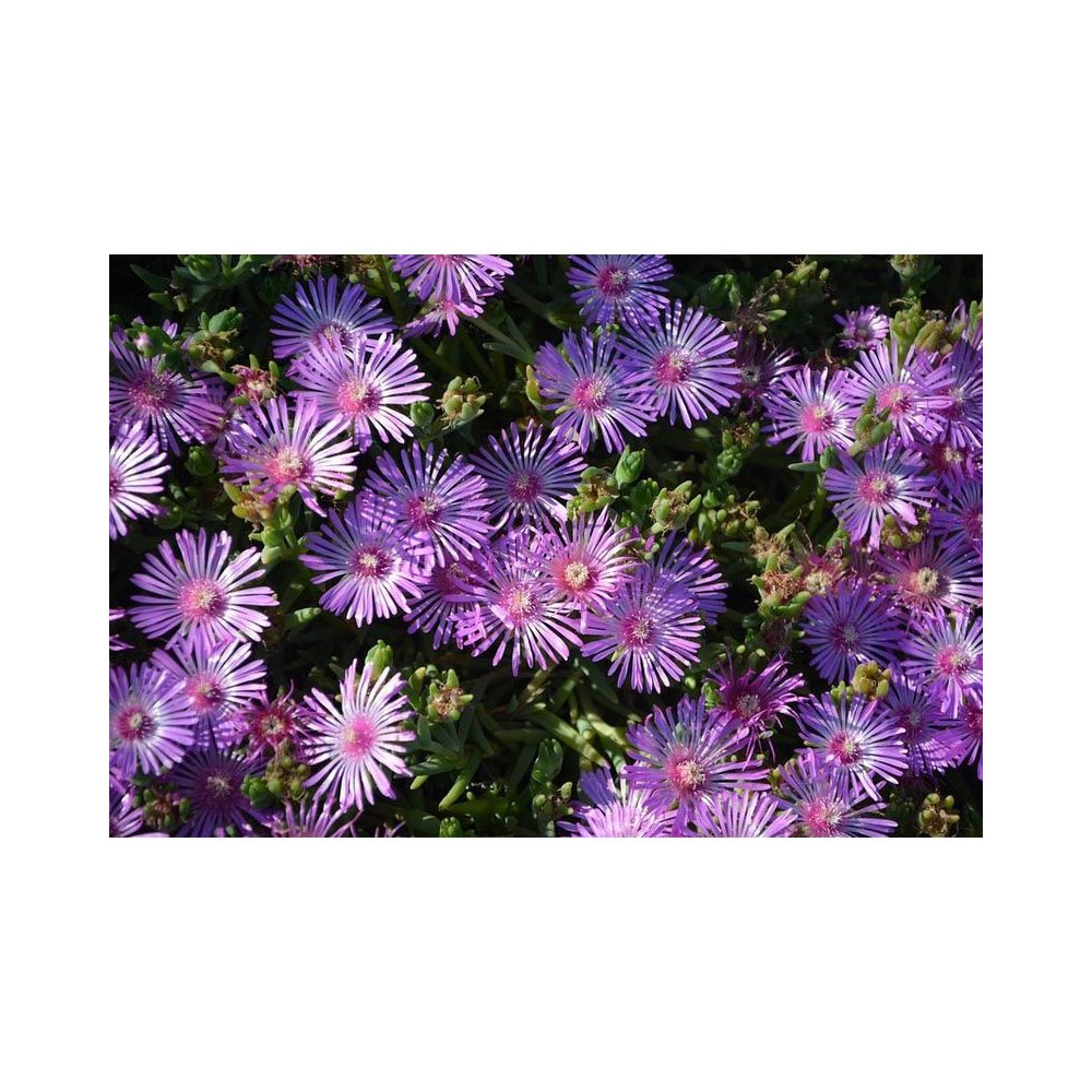 Engrais naturel bio pour toutes les plantes (lot de 3)