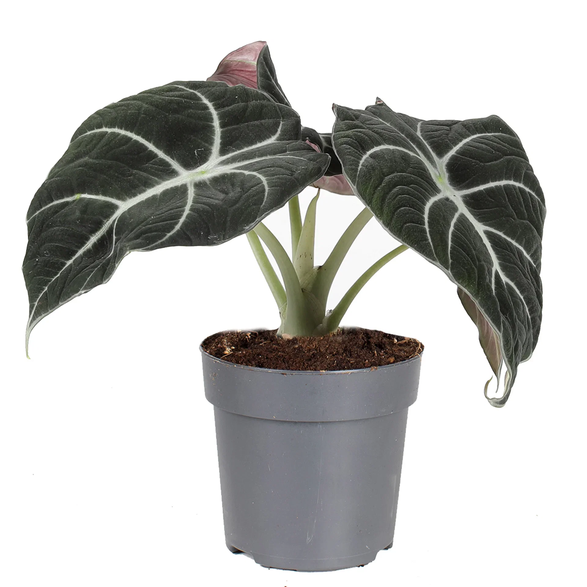 Alocasia 'Black Velvet' Alocasia 'Black Velvet' Høyde 25 cm