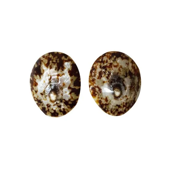 Coquillage d'allaitement mammaire   Patelle        de               Irréversible