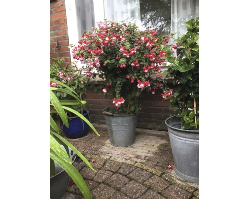 Fuchsia bicolor FloraSelf Fuchsia cultivars Ø 19 cm pot assorti