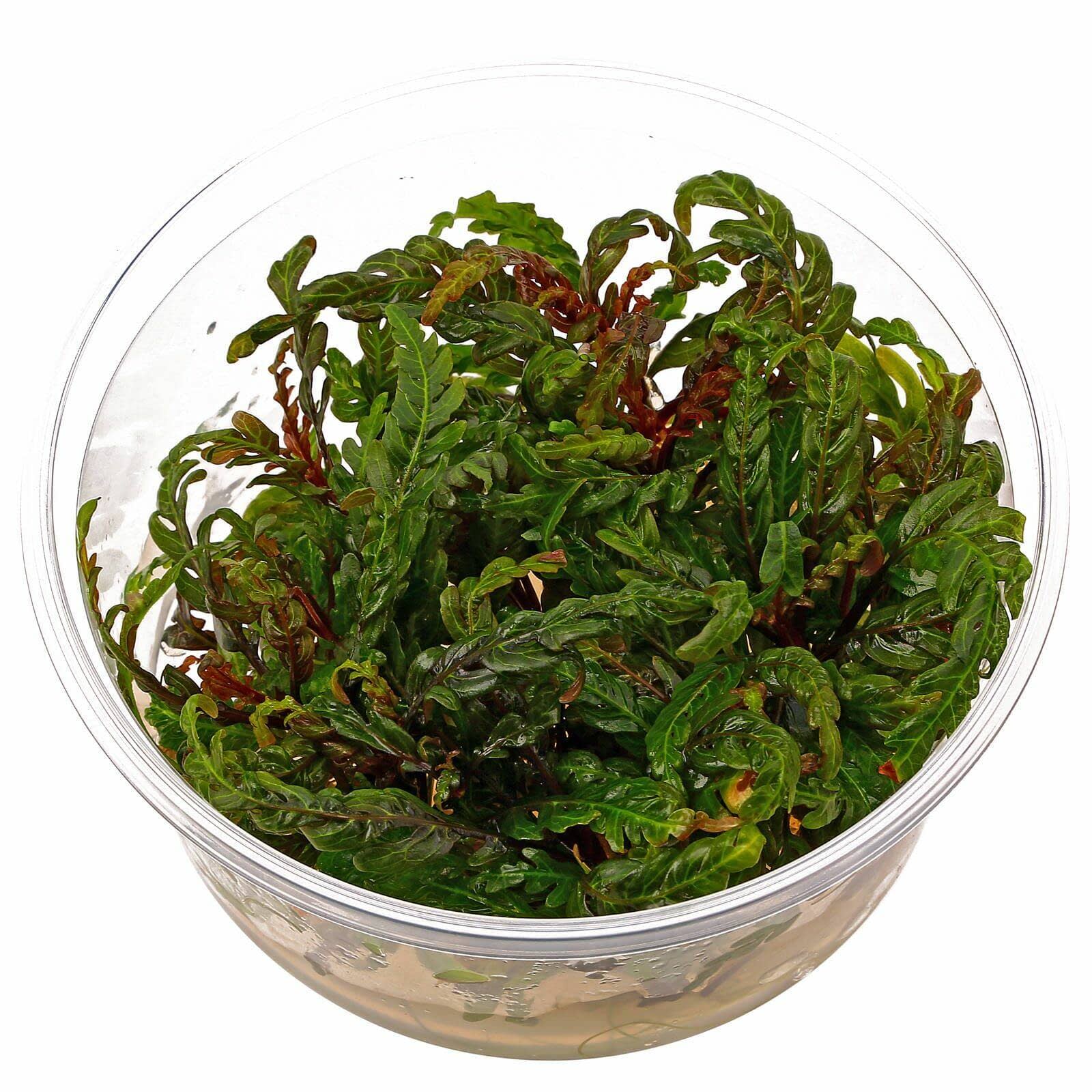 Planta Tropica Iberia Hygrophila Pinnatifida