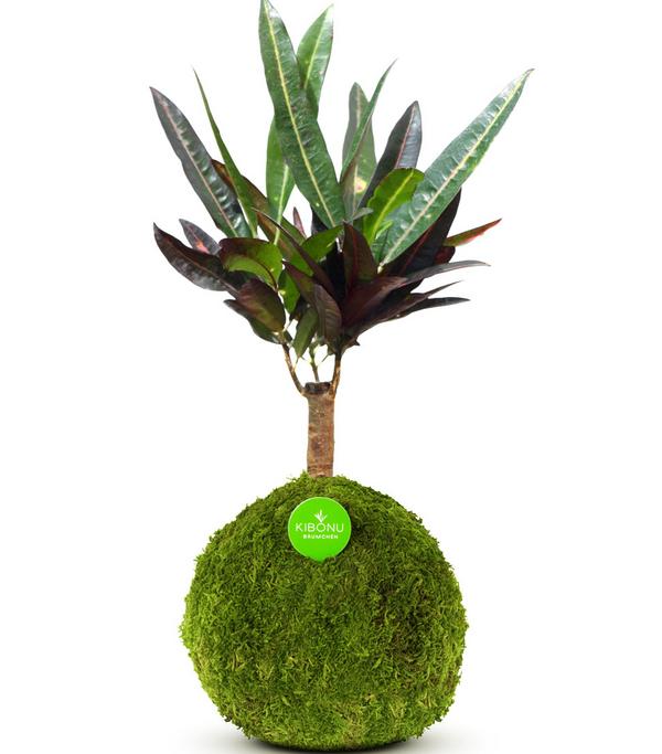 Kibonu Wunderstrauch - Codiaeum variegatum