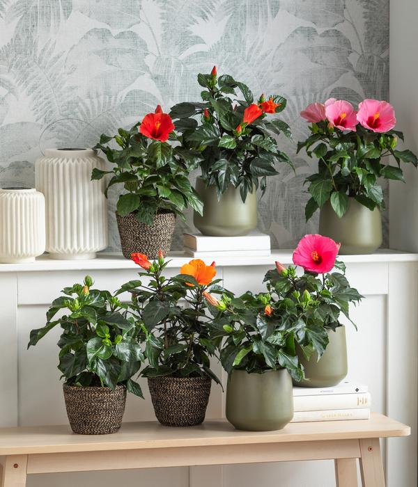 Zimmerhibiskus - Hibiscus rosa-sinensis