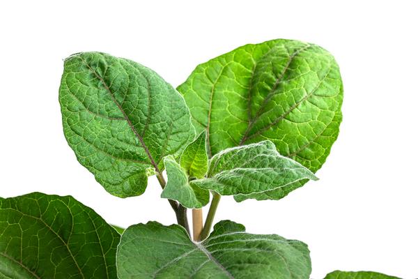 Dehner Gourmet Garten Goldandenbeere