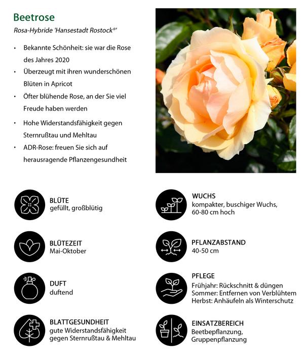Beetrose 'Hansestadt Rostock®'