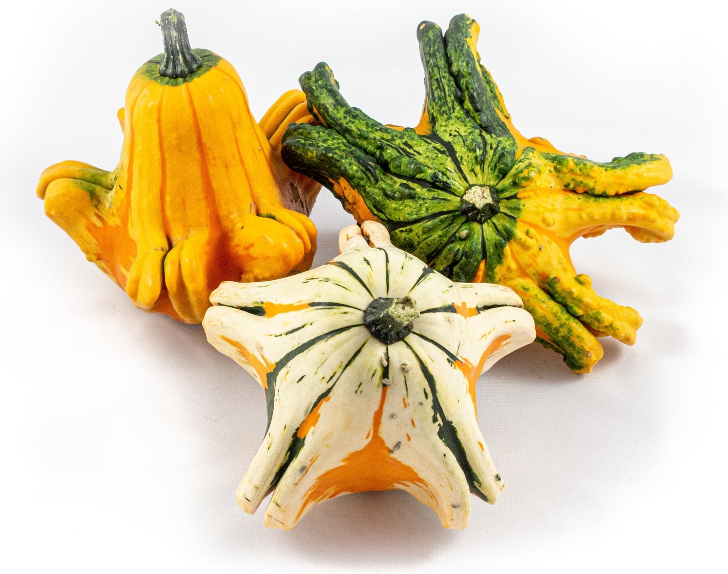 Sierkalebas (Cucurbita 'Gizmo') D 10 cm
