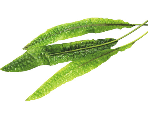 Waterbeker - Cryptocoryne usteriana In-Vitro