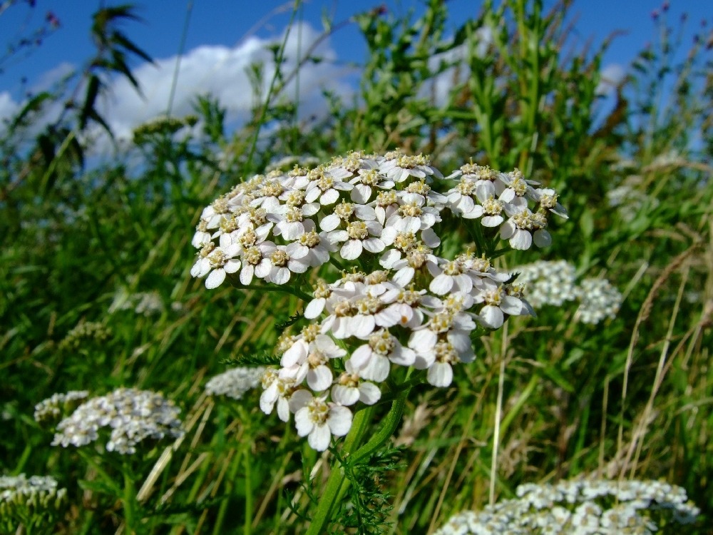 Achillée millefeuille - 200 graines - avec substrat - achillea millefolium