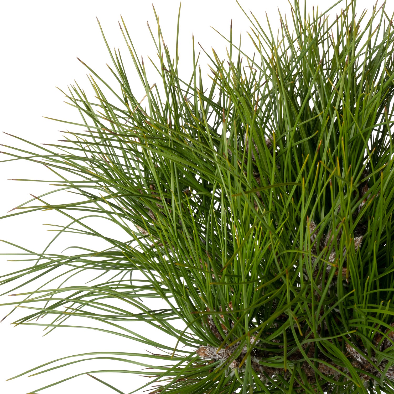 Zwarte Den (Pinus nigra 'Marie Brégeon') D 26 H 70 cm