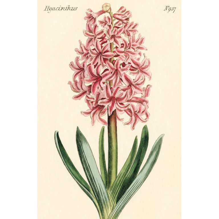 Cavallini Postkartenset