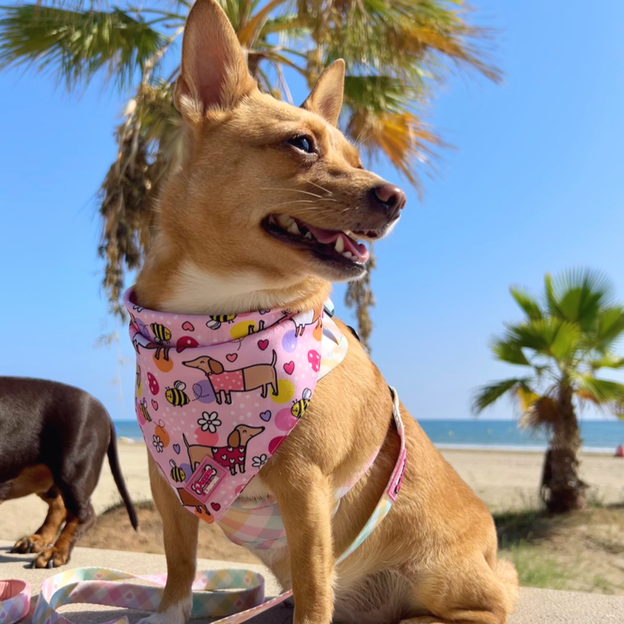 Conjunto de bandana e elástico de cabelo - Bee Happy Dachshunds