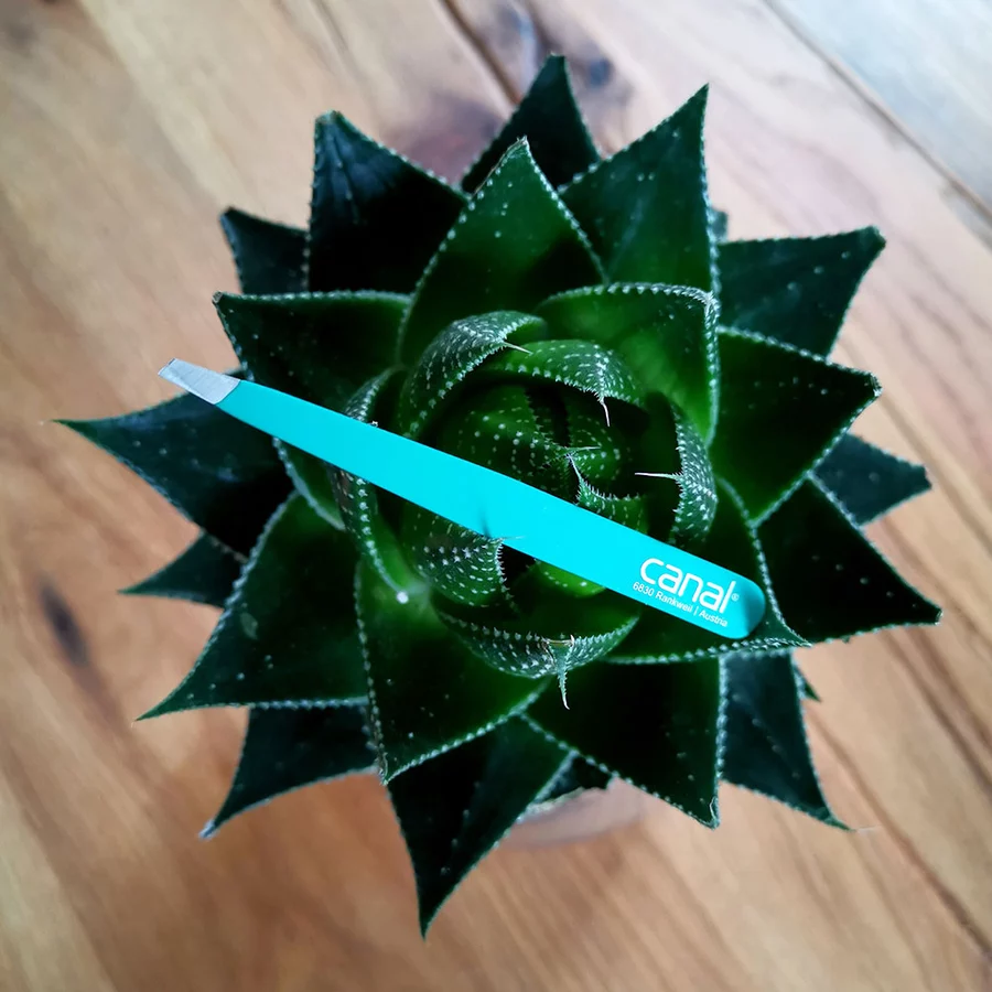 canal® Haarpinzette schräg, mint, rostfrei 9 cm