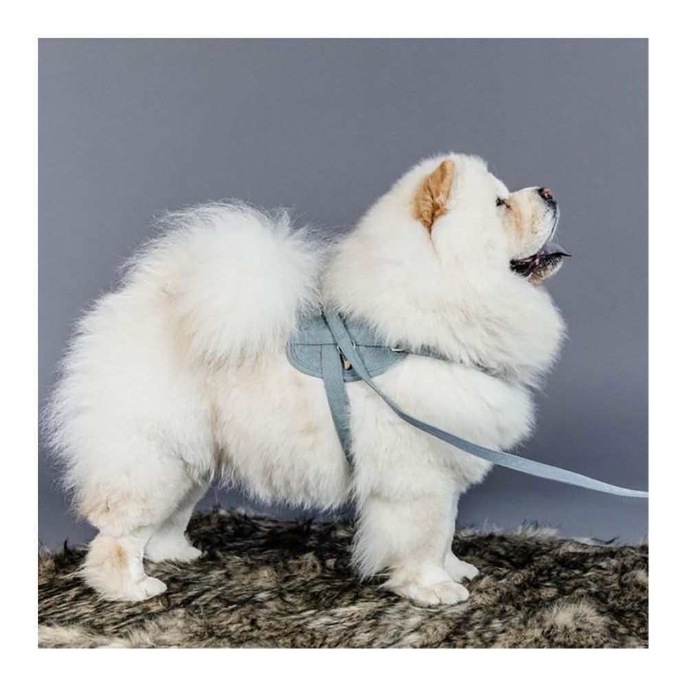 Kentucky LAINE 120CM - Laisse pour chien bleu clair