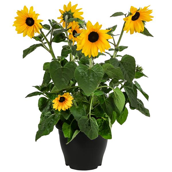 Sonnenblume 'Sunfinity'