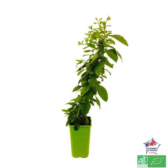 Goji bio : pot de 1,5 litres