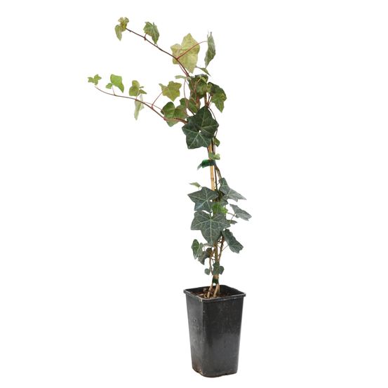 Hedera Hibernica : ctr de 1,5 L.