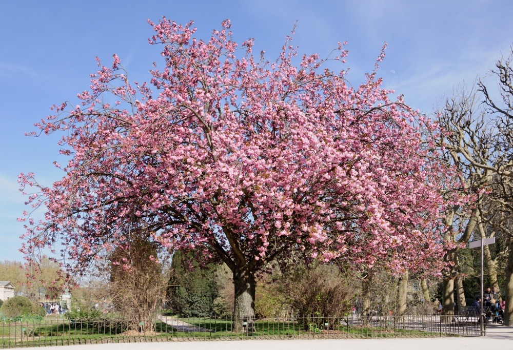 Cerisier du japon - 30 graines - prunus serrulata