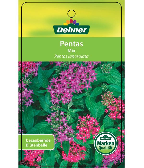 Fünfzahlstrauch - Pentas lanceolata,