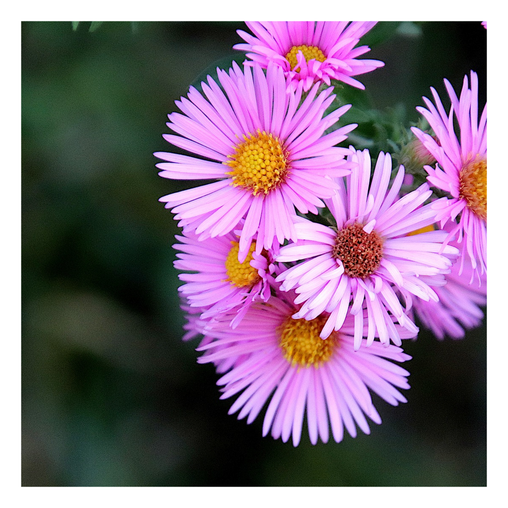Aster des alpes happy end/aster alpinus 'happy end'[-]pot de 3l - 20/40 cm
