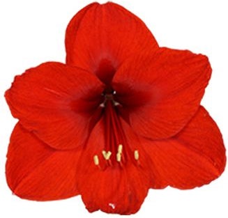 Amaryllis (Hippeastrum 'Merry Christmas') D 13 H 25 cm