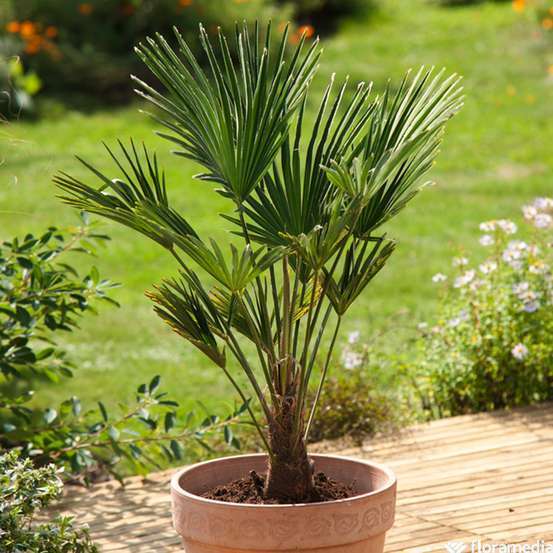 Trachycarpus wagnerianus pot 15L