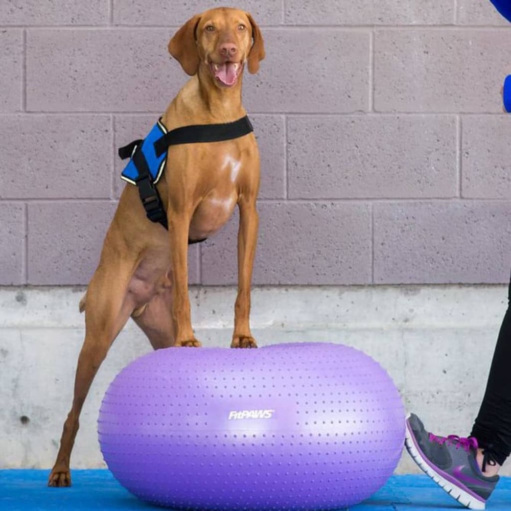 Balle d'équilibre pour animaux de compagnie trax donut 55 cm