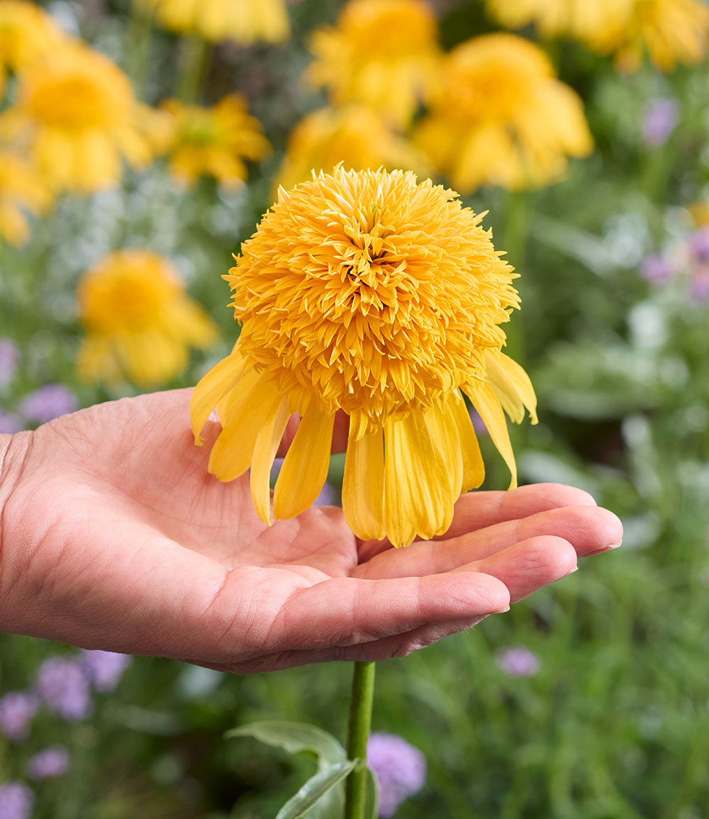 Echinacea 'Cheerleader® Yellow'