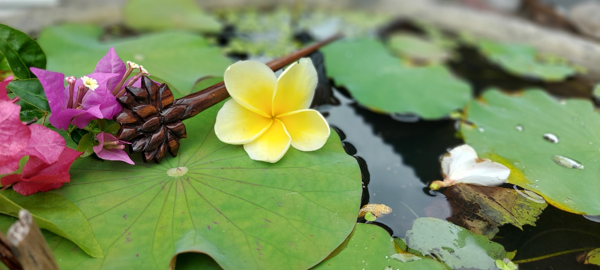 Haarnadel 'Lotus' aus Holz, L 17 cm, B 4,5 cm, H 0,5 cm günstig bestellen