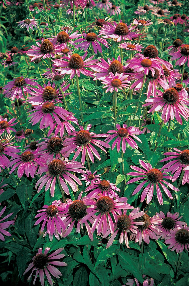 Zonnehoed (Echinacea purpurea) D 9 H 10 cm