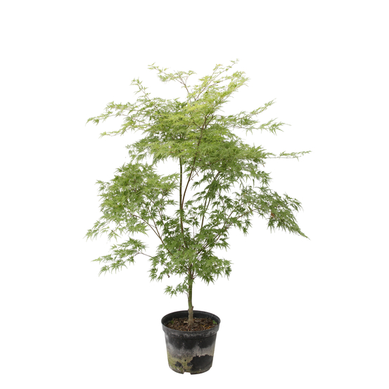 Acer palmatum 'Seiryu' :C7L h60/80cm