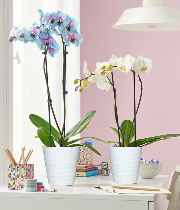 Schmetterlingsorchidee - Phalaenopsis