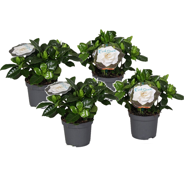 Gardenia jasminoides - 4